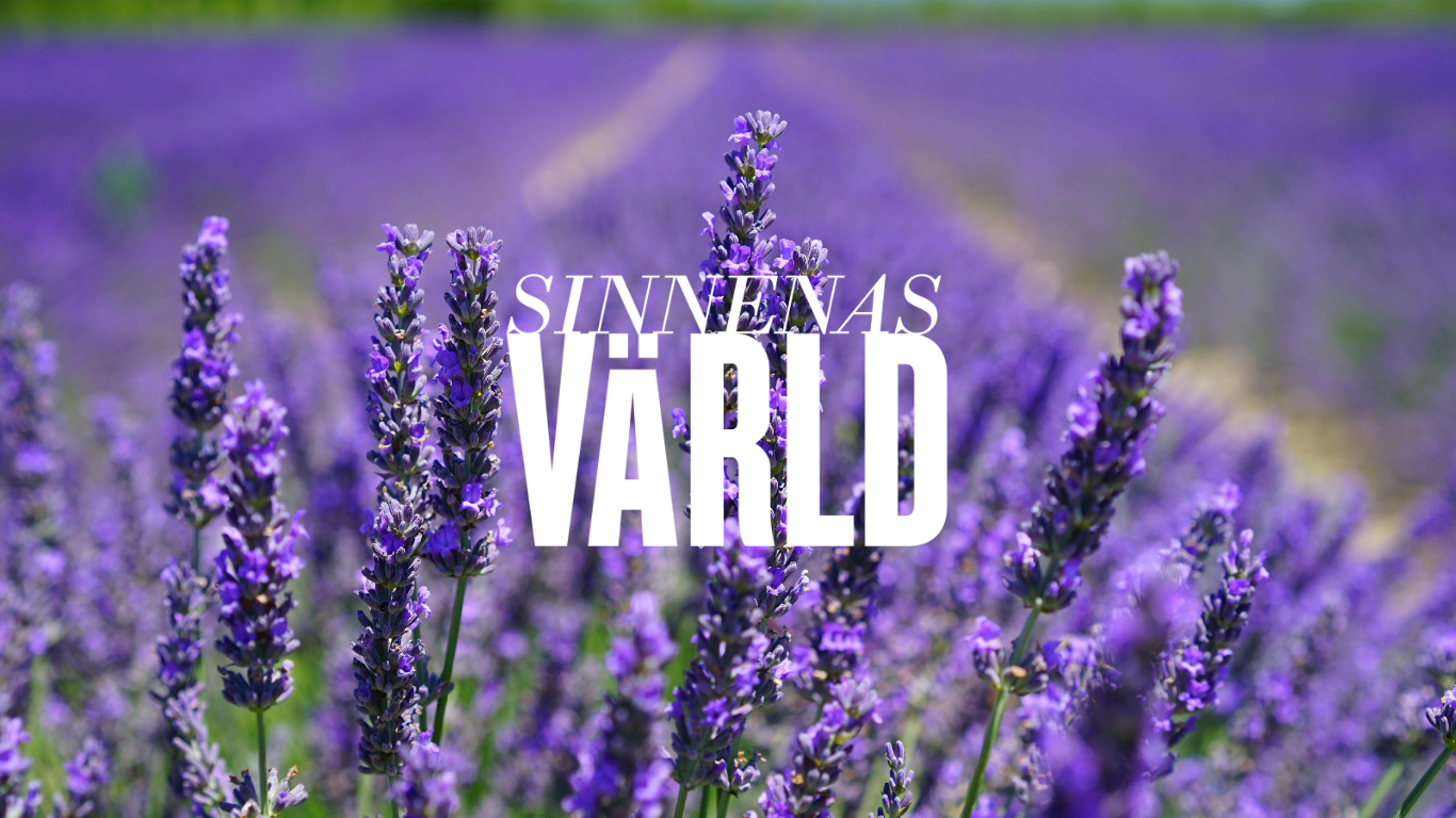 Dekorbild lavendel